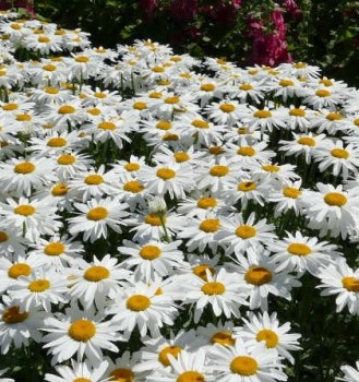 Kerti óriás margaréta - Leucanthemum x superbum Gruppenstolz