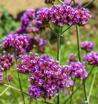 Óriási vasfű Verbena bonariensis