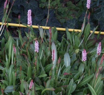 Örökzöld növények Örökzöld keserűfű talajtakaró évelő - Persicaria