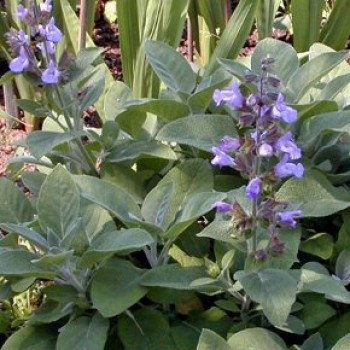 Fűszernövények Orvosi zsálya virágok - Salvia officinalis