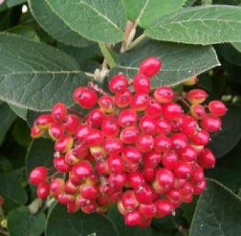 Ostormén bangita termések - Viburnum lantana