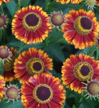 Őszi napfényvirág Helenium Bandera