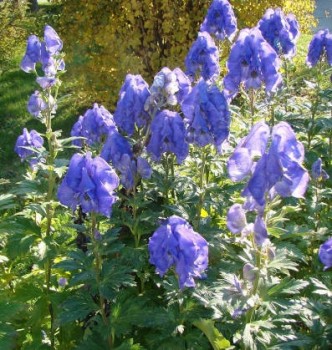 Őszi sisakvirág - Aconitum carmichaelii Arendsii
