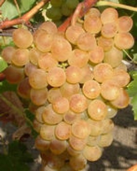 Palatina csemegeszőlő - Szőlő oltvány