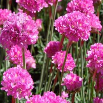 Pázsitszegfű Armeria maritima Abbey Deep Rose