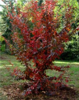 Fák, Díszfák Perzsa varázsfa őszi lombszín: Forrás: http://1003gardens.blogspot.hu/2012/10/parrotia-subaequalis-in-witch-hazel.html