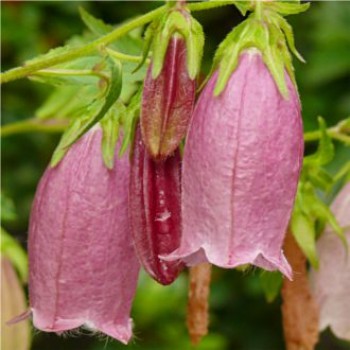 Harangvirág - Campanula punctata Rubra magas évelő virág