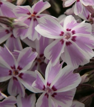 Árlevelű lángvirág - Phlox subulata Candy Stripes