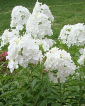  Bugás lángvirág fehér virágú Phlox paniculata Fujiyama