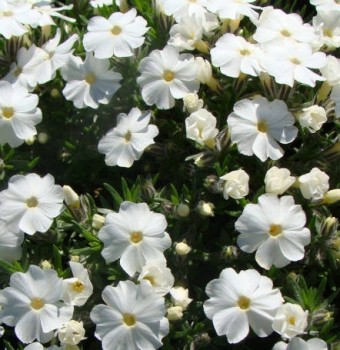 Douglas lángvirág - Phlox douglasii White Admiral