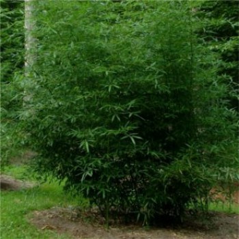 Örökzöld növények Phyllostachys propingqua - Bambusz