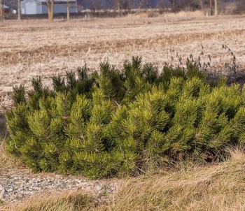 Pinus mugo var. Pumilio Párnás törpefenyő, Fotó: F. D. Richards, Flickr