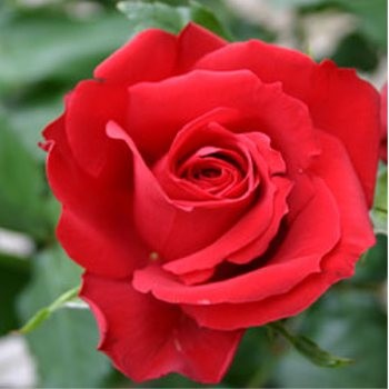 Sötétpiros illatos virágú bokor rózsa - Nazional