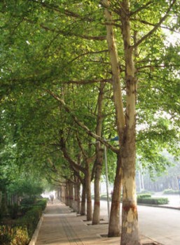 Platánfa - Platanus acerifolia - Fa, Díszfa