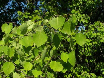 Rezgő nyár - Populus tremula - Fa, Díszfa