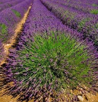 Provanszi levendula - Lavandula intermedia Provance