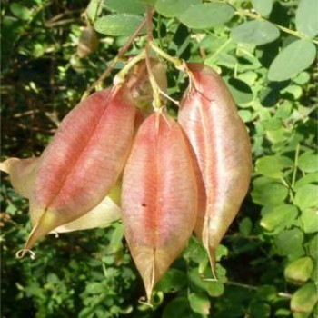 Pukkanó dudafürt Colutea arborescens 60-80 cm csemete