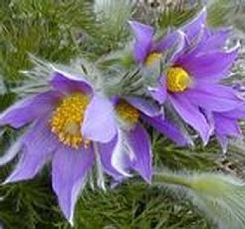 Kökörcsin ibolyakék Pulsatilla vulgaris Pinwheel Blue - cserepes évelő virág