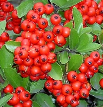 Tűztövis Pyracantha coccinea Mohave 50-60 cm