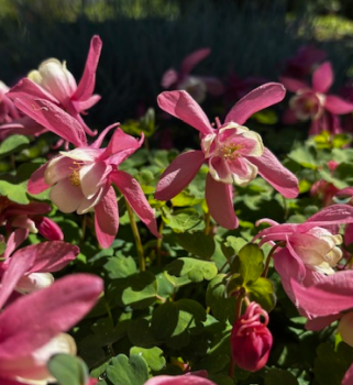 Japán harangláb Aquilegia flabellata Cameo Red and White