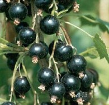 Fertődi 1 fekete ribizli - Ribizli fajták, bogyós gyümölcs