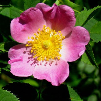 Vadrózsa - Rosa carolina virág