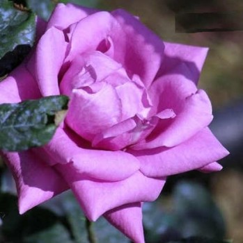 Sötétlila virágú illatos teahibrid vágó rózsa - Rosa Eminence - Konténeres rózsa