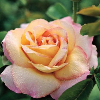 Sárga rózsaszín teahibrid rózsa  Rosa Peace