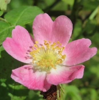 Rozsdás rózsa Sövényrózsa Vadrózsa Rosa rubiginosa