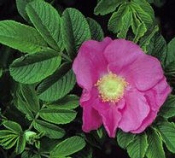 Japán rózsa - Rosa rugosa vadrózsa