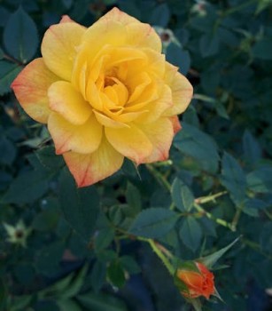 Rézsárga törpe mini rózsa Rosa Korcelin