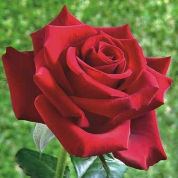 Sötét karmazsin virágú illatos teahibrid rózsa Rosa Schwarze Madonna