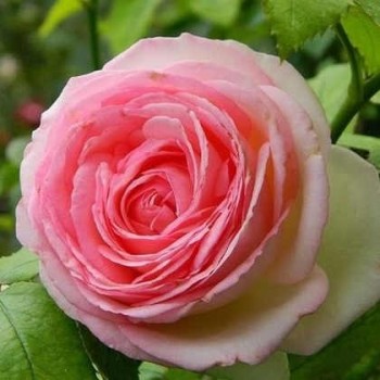 Rózsaszín virágú futó rózsa - Rosa Meiviolin