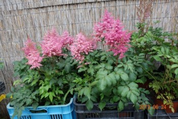 Rózsaszín tollbuga - Astilbe arendsii