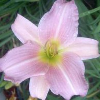Rózsaszín virágú sásliliom Hemerocallis Catherine Woodbury