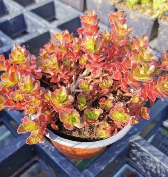 Kaukázusi varjúháj Sedum spurium Coccineum