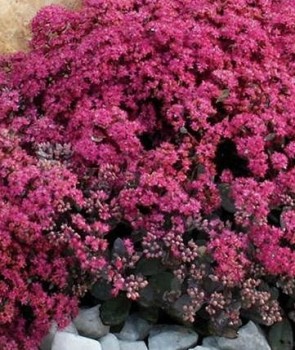 Varjúháj Sedum SunSparkler Firecracker