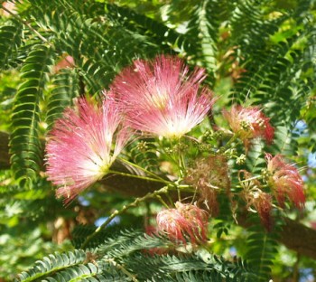 Fák, Díszfák Selyemakác virágok - Albizia julibrissin