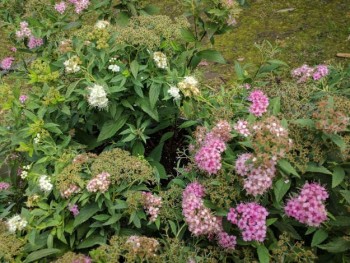 Japán gyöngyvessző Spiraea Shirobana