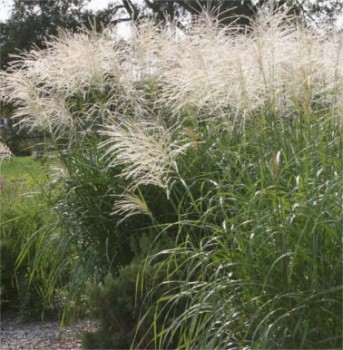 Miscanthus sinensis Silberfeder, Molnárpántlika