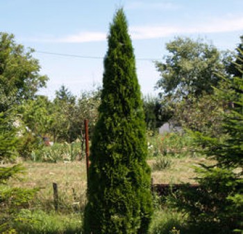 Örökzöld növények Smaragd tuja - Thuja occidentalis Smaragd sövény fenyő