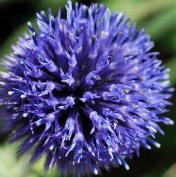 Sötétkék szamárkenyér - Echinops ritro Weitch's Blue