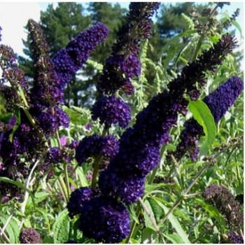 Sötétlila virágú nyáriorgona - Buddleja Black Knight