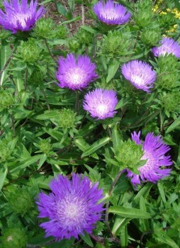 Stokes búzavirág virágok - Stokesia