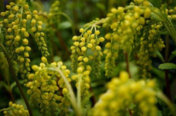 Sűrűlevél - Chiastophyllum oppositifolium - Forrás: https://www.flickr.com/photos/taltyelemna