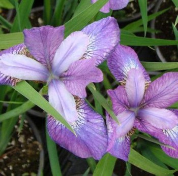 Szibériai nőszirom lilásrózsaszín Iris sibirica Illini Charm