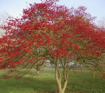 Szilvalevelű galagonya - Crataegus prunifolia