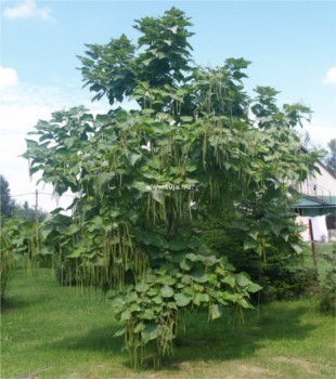 Szivarfa - Catalpa bignonioides