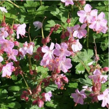 Talajtakaró gólyaorr - Geranium Ingwersen's Variety