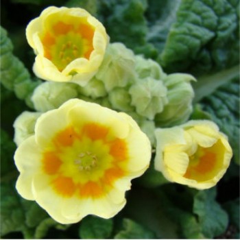 Tavaszi kankalin - Primula veris lime with orange